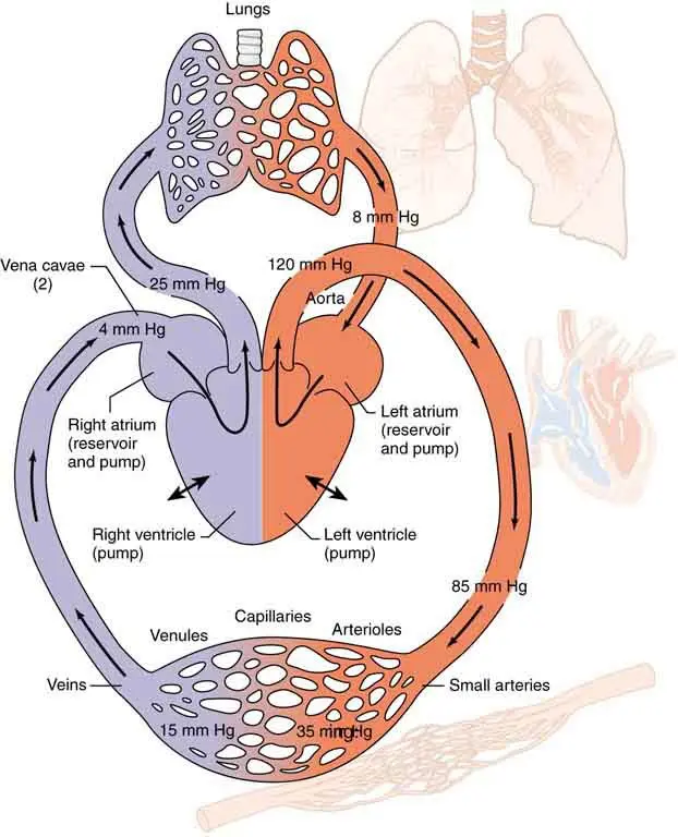 Hypertension, i.e. the heart as a pump that pushes too much