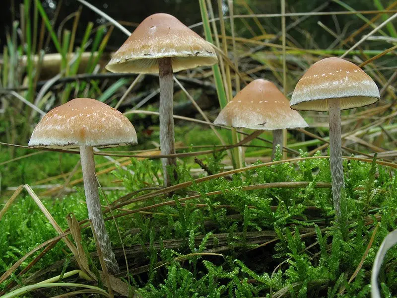 Hypholoma bordered (Hypholoma marginatum) photo and description