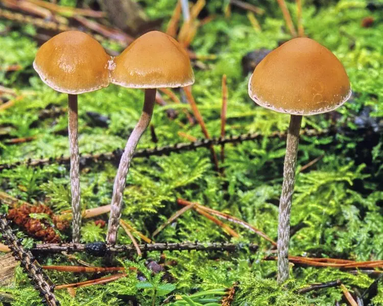 Hypholoma bordered (Hypholoma marginatum) photo and description