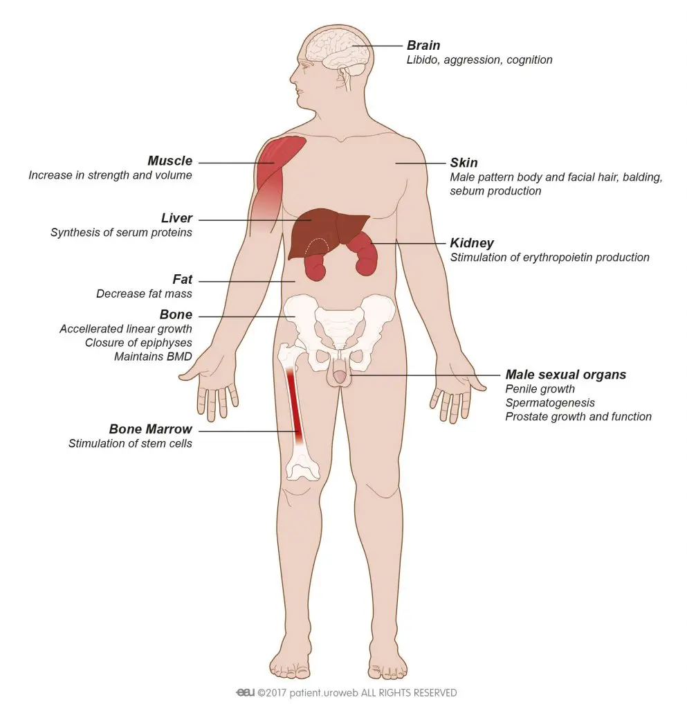 Hypogonadism &#8211; types and symptoms of a defect in the reproductive system