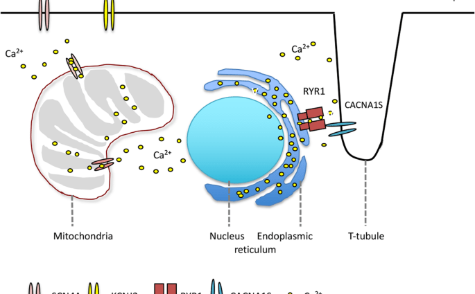 Hypokalemic periodic paralysis: a bomb in the genes