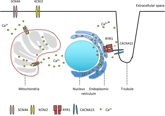 Hypokalemic periodic paralysis: a bomb in the genes