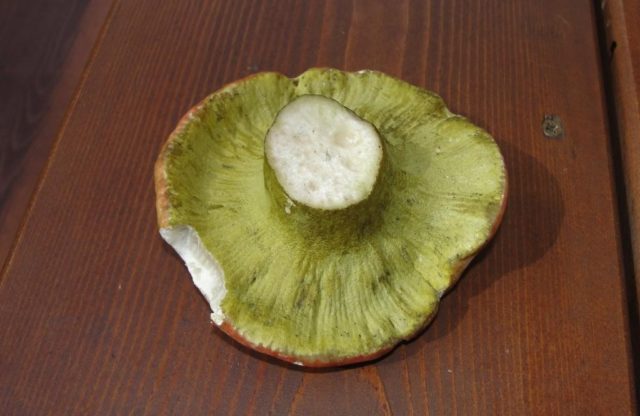 Hypomyces green: description and photo