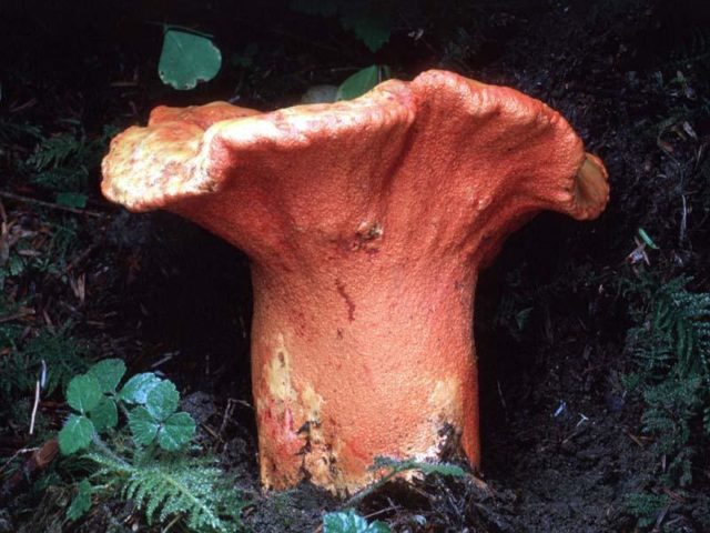 Hypomyces milky: edibility, description and photo