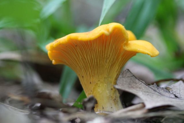 Hypomyces milky: edibility, description and photo