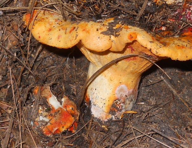 Hypomyces milky: edibility, description and photo