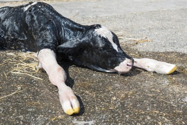 Hypotrophy in newborn calves: treatment and prognosis