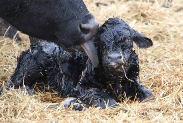 Hypotrophy in newborn calves: treatment and prognosis