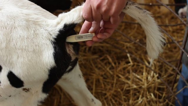 Hypotrophy in newborn calves: treatment and prognosis