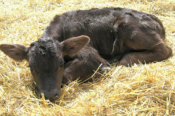 Hypotrophy in newborn calves: treatment and prognosis