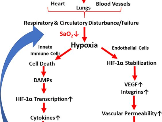 Hypoxia can develop with COVID-19. That&#8217;s how you&#8217;ll recognize her