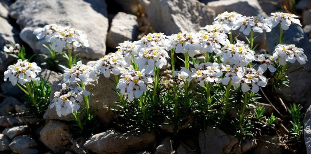 Iberis annual: photo and description, types and varieties