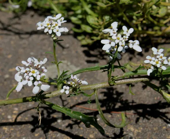 Iberis annual: photo and description, types and varieties