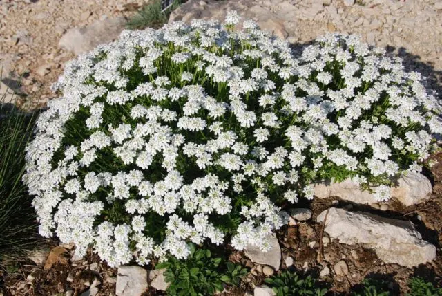 Iberis evergreen: photo and description, Snowfall, Fire Ice, Tahoe and other varieties