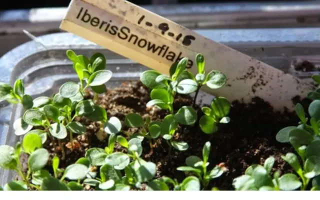 Iberis evergreen: photo and description, Snowfall, Fire Ice, Tahoe and other varieties