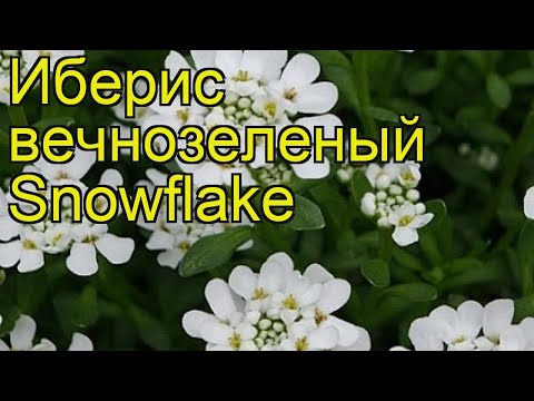 Iberis evergreen: photo and description, Snowfall, Fire Ice, Tahoe and other varieties