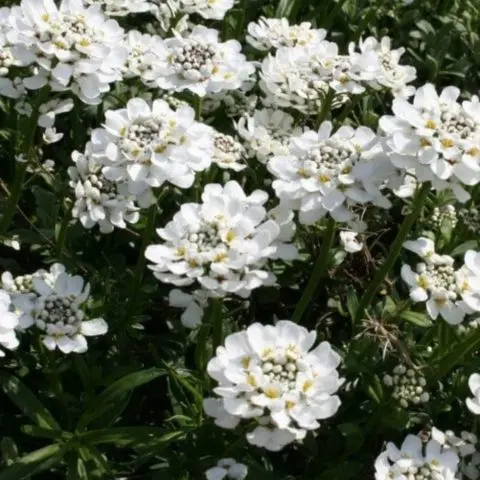 Iberis evergreen: photo and description, Snowfall, Fire Ice, Tahoe and other varieties