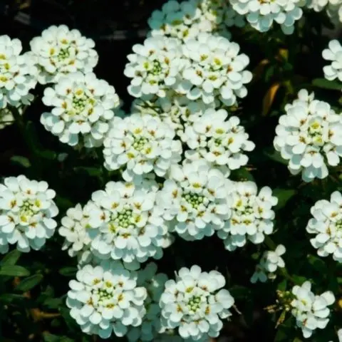 Iberis evergreen: photo and description, Snowfall, Fire Ice, Tahoe and other varieties