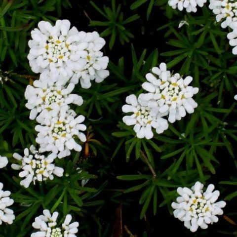 Iberis evergreen: photo and description, Snowfall, Fire Ice, Tahoe and other varieties