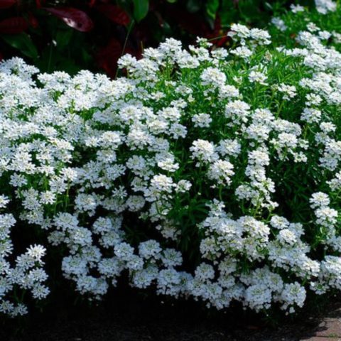 Iberis evergreen: photo and description, Snowfall, Fire Ice, Tahoe and other varieties