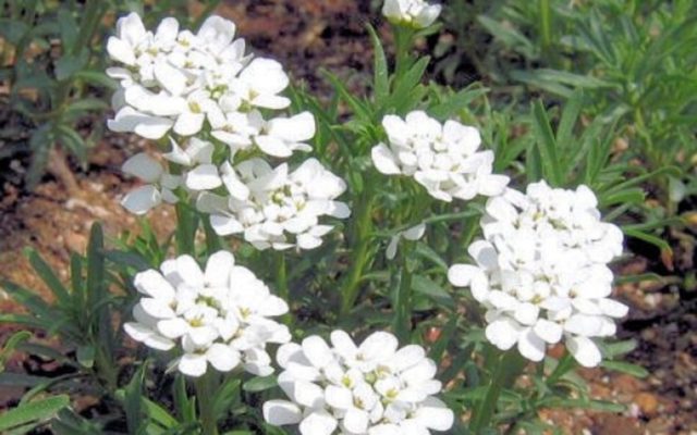 Iberis evergreen: photo and description, Snowfall, Fire Ice, Tahoe and other varieties