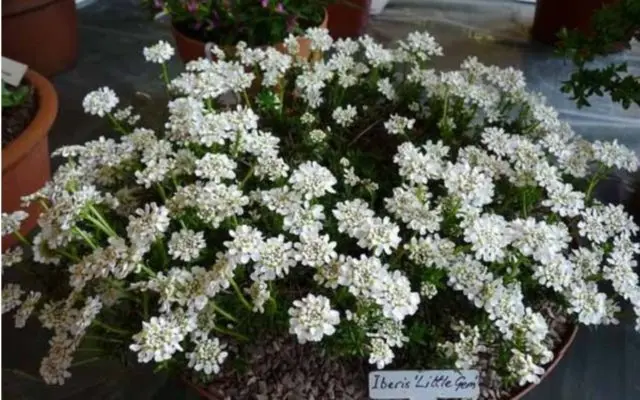 Iberis evergreen: photo and description, Snowfall, Fire Ice, Tahoe and other varieties