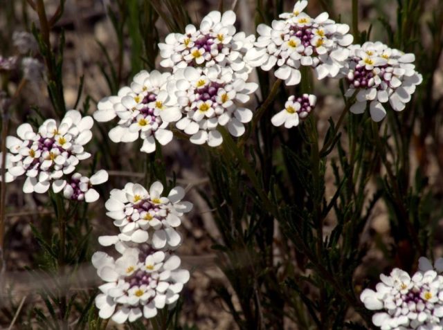 Iberis perennial: planting and care, photos of flowers in the flower bed and in the garden