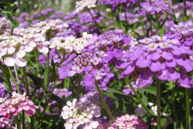 Iberis perennial: planting and care, photos of flowers in the flower bed and in the garden