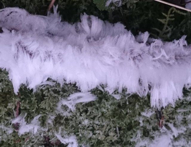 Ice hair (Exidiopsis effusa) photo and description