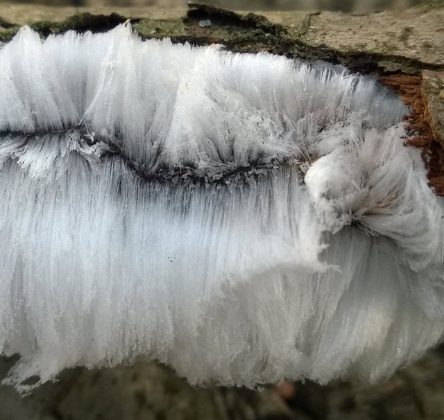 Ice hair (Exidiopsis effusa) photo and description