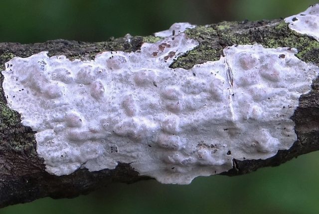 Ice hair: photo and description of the mushroom