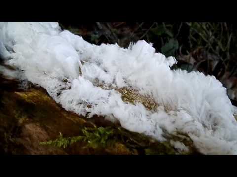 Ice hair: photo and description of the mushroom