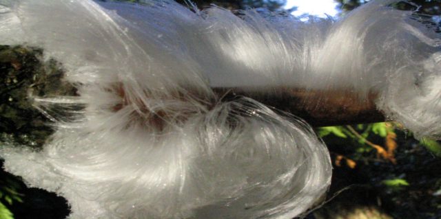 Ice hair: photo and description of the mushroom