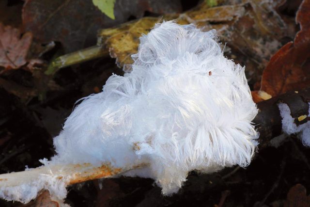 Ice hair: photo and description of the mushroom