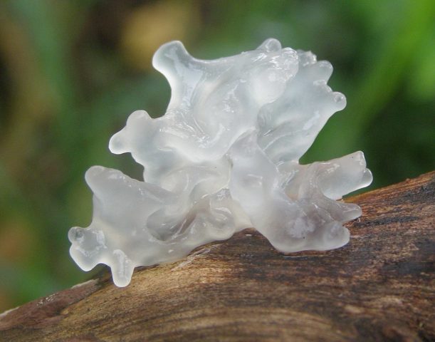 Ice mushroom (Snow, Silver): photo and description, recipes