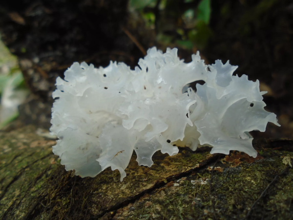 Ice mushroom (Snow, Silver): photo and description, recipes