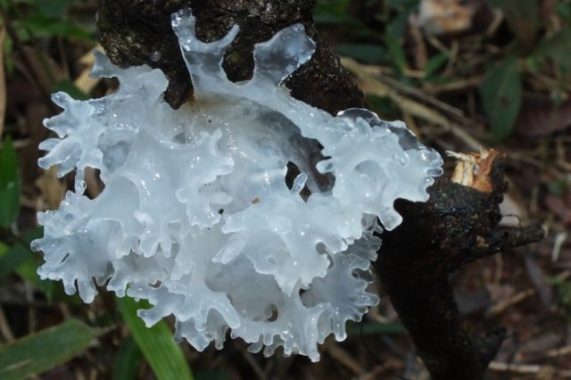 Ice mushroom (Snow, Silver): photo and description, recipes