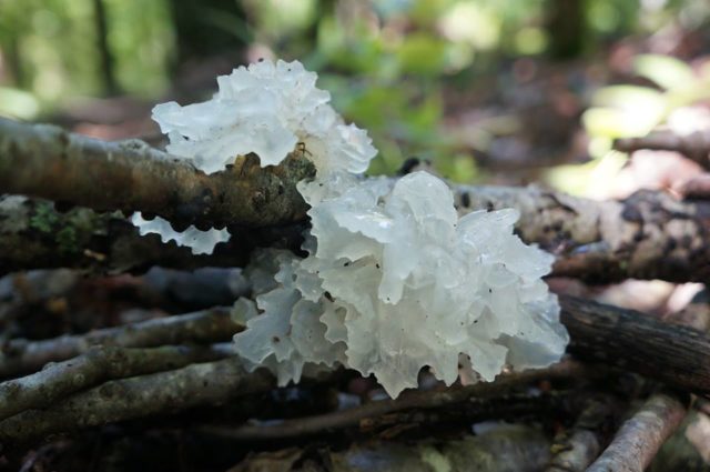 Ice mushroom (Snow, Silver): photo and description, recipes