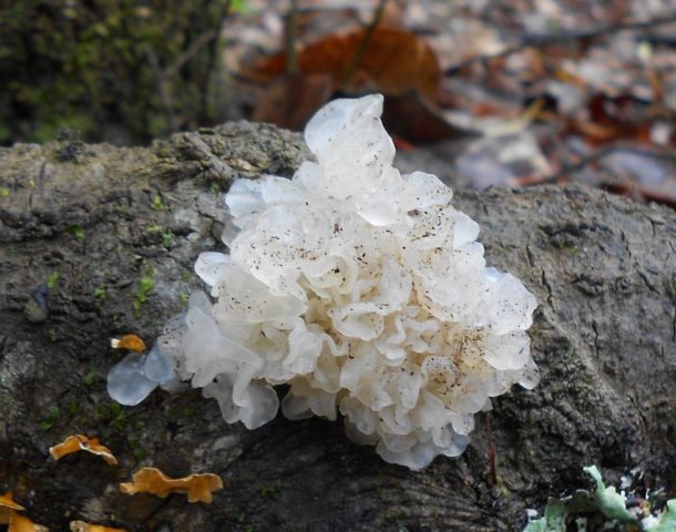 Ice mushroom (Snow, Silver): photo and description, recipes