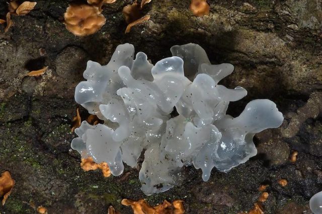 Ice mushroom (Snow, Silver): photo and description, recipes