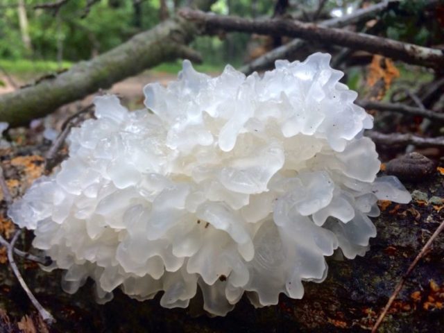 Ice mushroom (Snow, Silver): photo and description, recipes