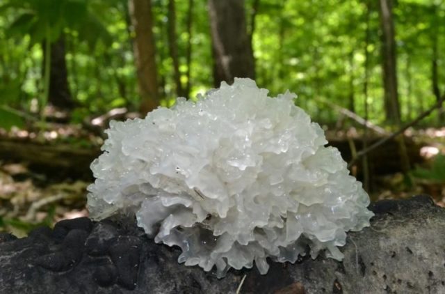 Ice mushroom (Snow, Silver): photo and description, recipes