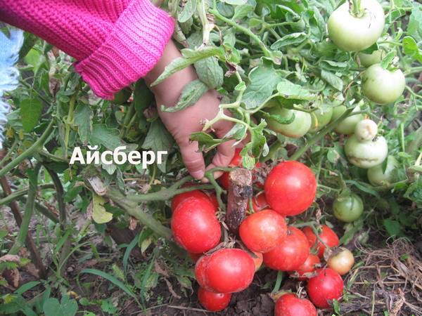 Iceberg tomato