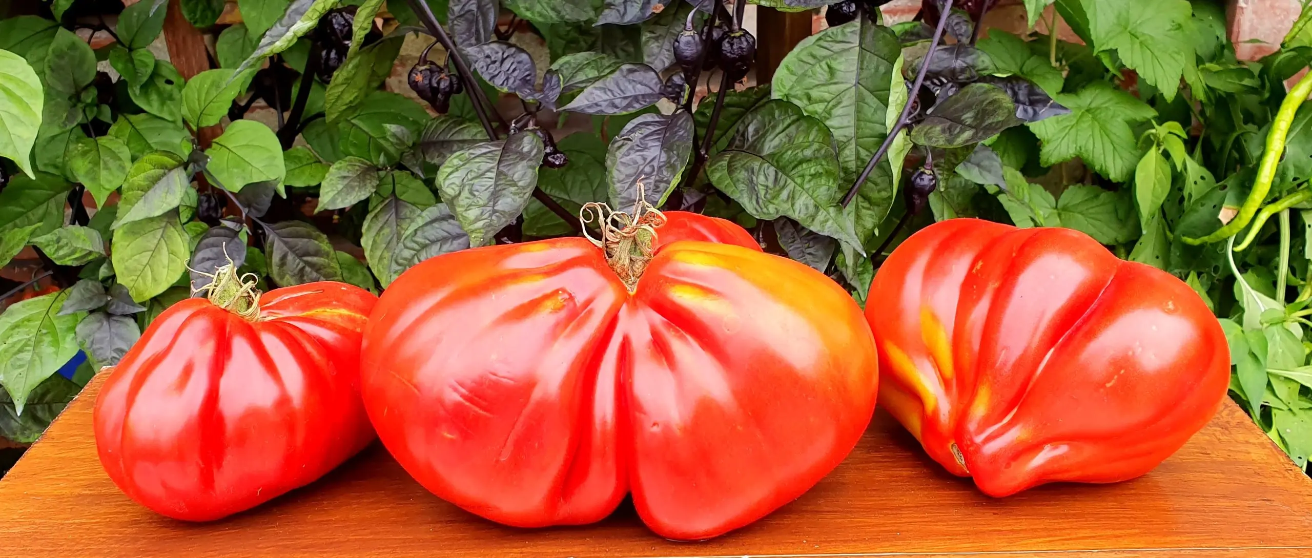 Iceberg tomato