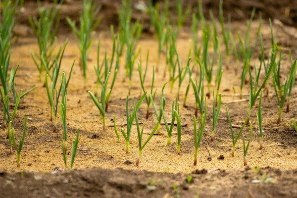 If you add sawdust to the soil, what will it give?