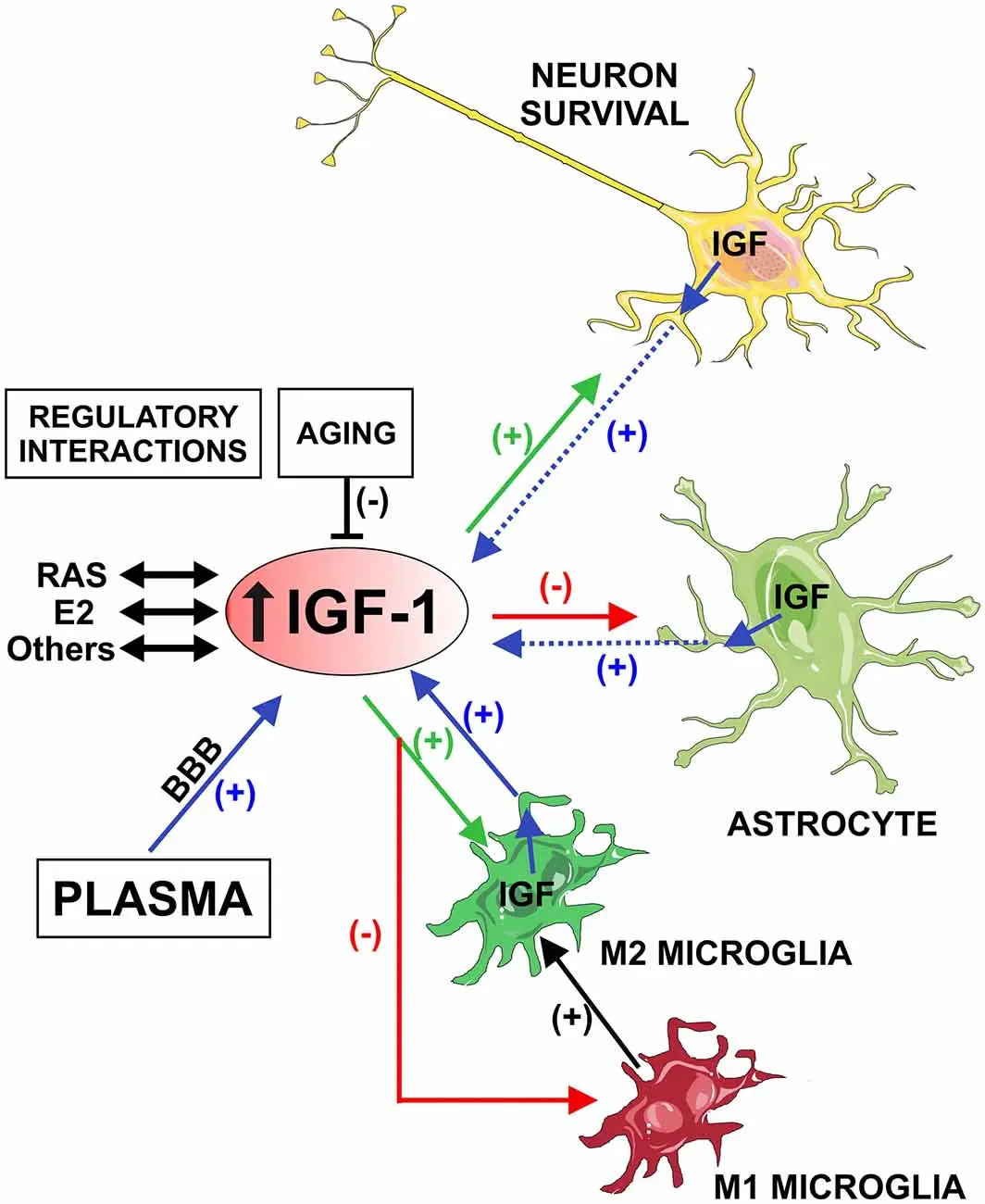 IGF-1 may be useful in the treatment of Alzheimer&#8217;s disease