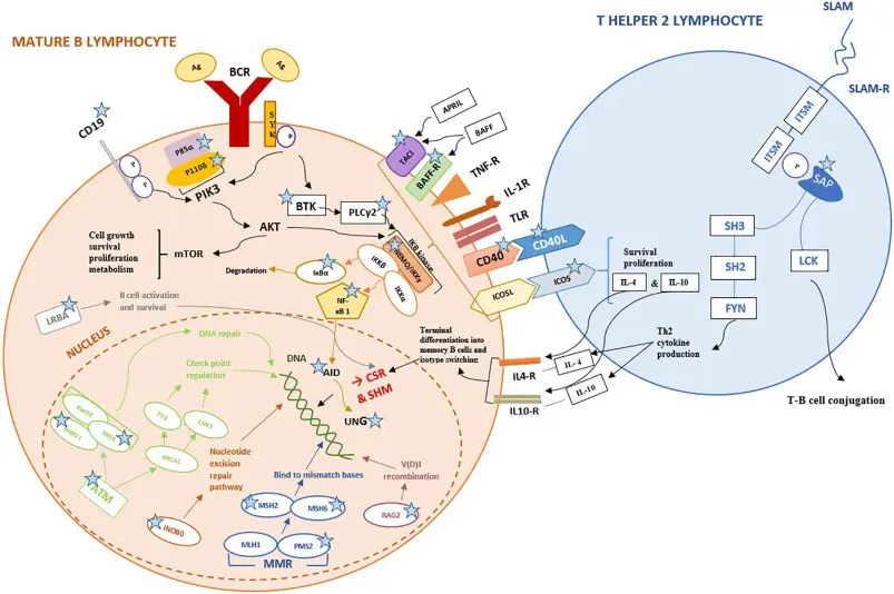 IgM syndrome &#8211; definition, epidemiology, treatment, prognosis