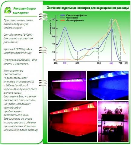 Illumination of seedlings with fluorescent lamps