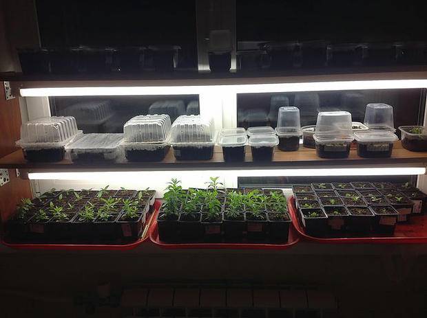 Illumination of seedlings with fluorescent lamps