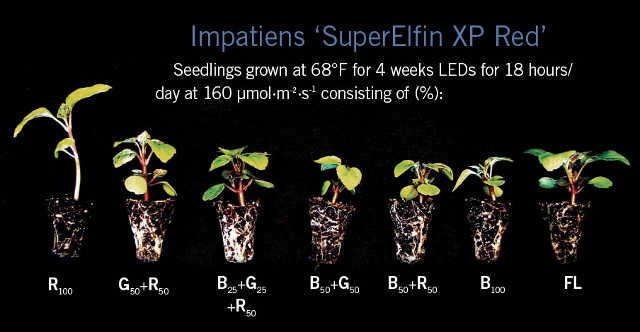 Illumination of seedlings with fluorescent lamps